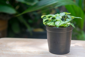 small plant pot on woode table