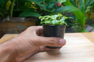 small plant pot with hand holding