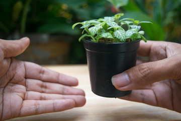 small plant pot with hand holding