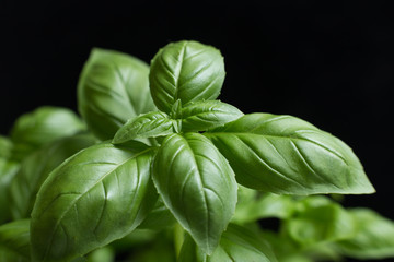 Basil leafs on the dark background. Green leaves closeup. Aromatic ingredient in culinary, raw for beverage and dishes. Traditional Italy spice for pasta, pizza, salads. Macro. 