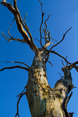 Dead Oak tree against a blue sky
