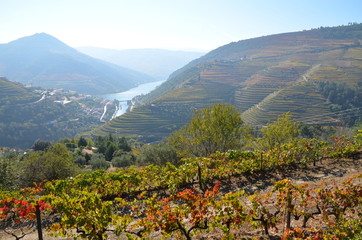 Vigneto della Valle del Douro