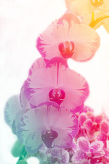 Abstract beautiful colorful orchid in pastel color on white background