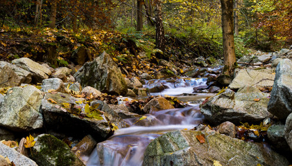 Fresh forest stream