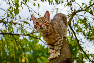 Cat on a tree in the garden