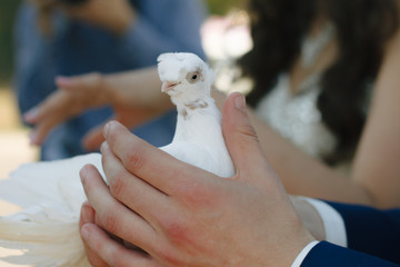 the dove in hand