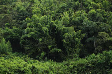 Green forest background texture