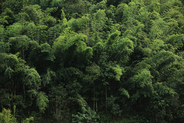 Fototapeta na wymiar Green forest background texture