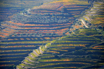 Vigneto della Valle del Douro

