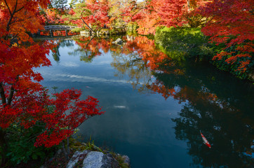 Peaceful Japanese pond garden in autumn with red maple trees in full fall color