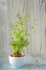 Young plant of carrots, seedling into toy pail pot on wooden background. Soft selective focus, rustic backdrop. Winter carrot planted into the water. Sprouts for vegan, vegetarian salad