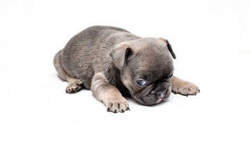 french bulldog puppy