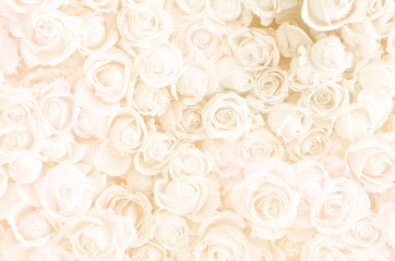 Blurred of sweet roses in pastel color style on soft blur bokeh