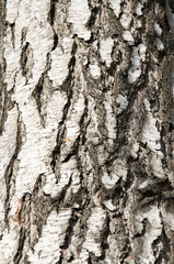 beautiful birch bark
