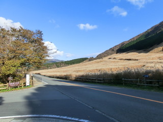 箱根仙石原のススキ