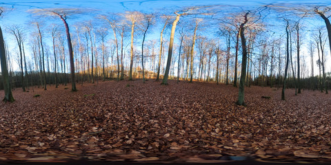 360 degrees spherical panorama of european forest in autumn with blue sky