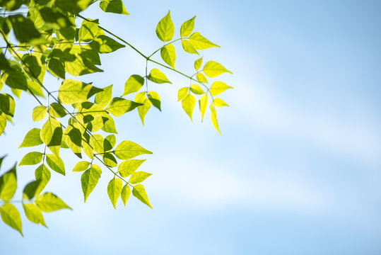 Green Leaves With Blue Sky