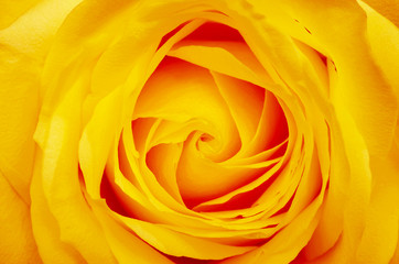 orange rose flower
