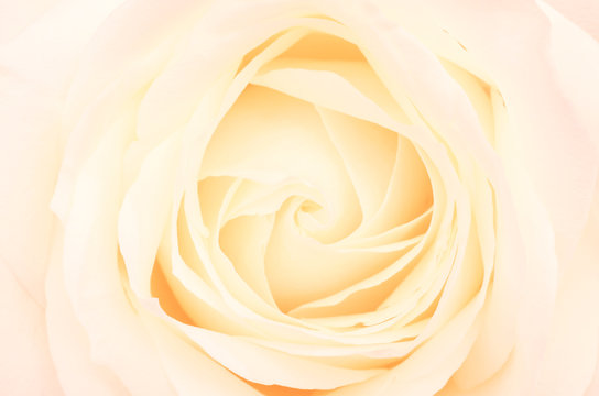 Pale pink rose flower