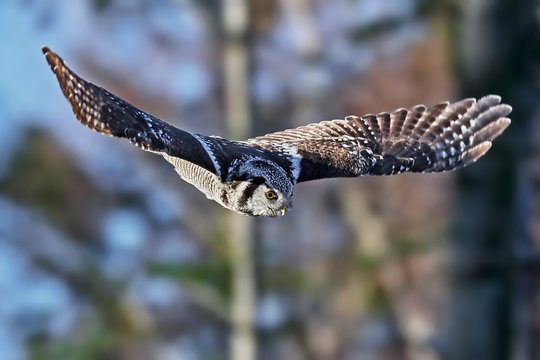 Northern hawk-owl (Surnia ulula)