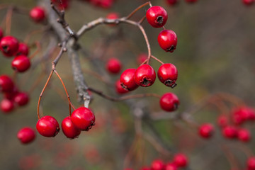 Hawthorn berries  in late autumn