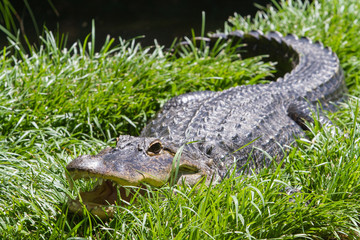 Alligator; crocodile; reptile; zoo; teeth; dangerous; grass