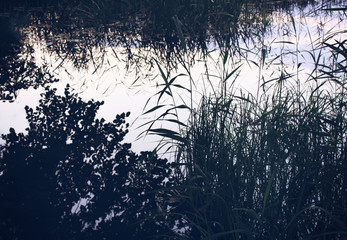Obraz premium Sedge plants on the lake. Reflections on the calm pond water. 
