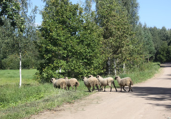 Herd of sheep