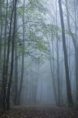 Foggy autumn forest. Morning in a misty forest.