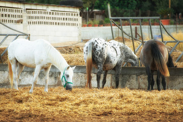 Obraz premium Portrait of horses in the paddock.