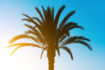 Obraz na płótnie Canvas Silhouette of palm tree at sunset.