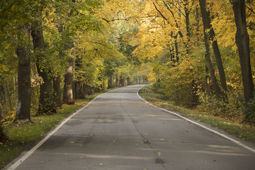 Fototapeta premium Autumn theme.