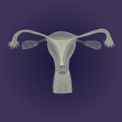 Human realistic uterus. Anatomy illustration. Gray image, blue background.