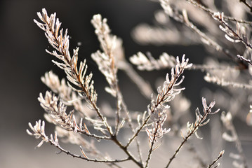 Tree branch covered with hoarfrost