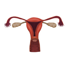 Human realistic uterus. Anatomy illustration. Colored image, white background.