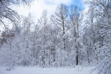 winter forest in snow

