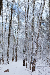 winter forest in snow

