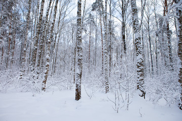 winter forest in snow

