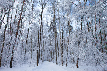 winter forest in snow

