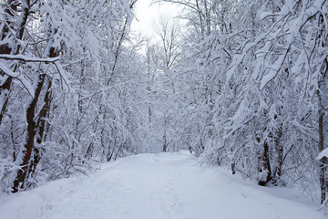winter forest in snow

