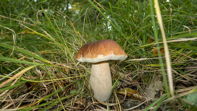 c&egrave;pe
