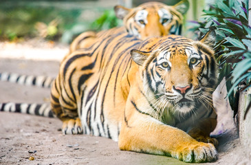 Fototapeta na wymiar tiger lay on the ground
