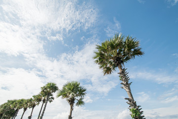 Tropical palms and cloudy sky