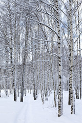 Fototapeta premium winter forest in snow