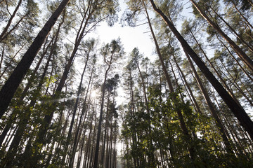 Obraz premium Nature