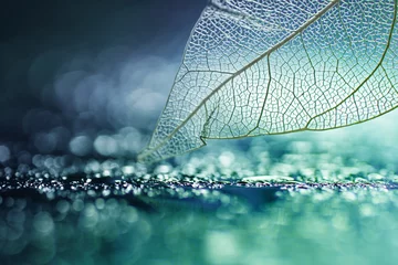 Fotobehang Wit transparant skeletblad met mooie textuur op een turquoise abstracte achtergrond op glas met glanzende waterdauwdruppels en circulaire bokeh close-up macro. Helder expressief artistiek beeld. © Laura Pashkevich