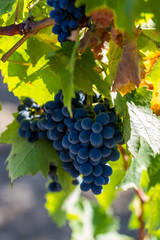Ripe grapes in autumn