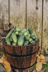 Cucumbers in a bucket