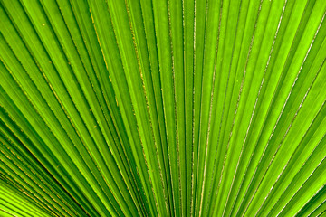 Palm Leaf : Texture of Vanuatu Palm. In Closeup.