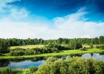 Forest and field panorama